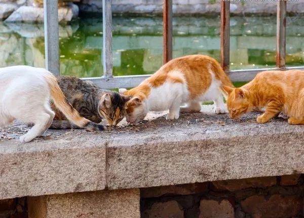 如何区分野猫与流浪猫