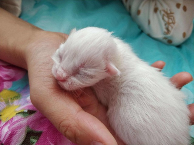 如何挑选幼猫做到七不要才不会买到星期猫