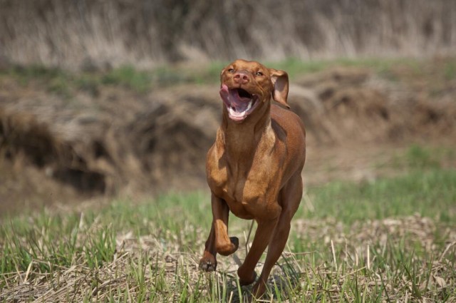 国内极其少见的犬种智商和体能的完美结合——维兹拉犬！