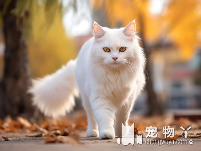 成都平价猫舍犬舍，猫狗市场中哪里可以找到最可爱的小猫咪和小狗狗？