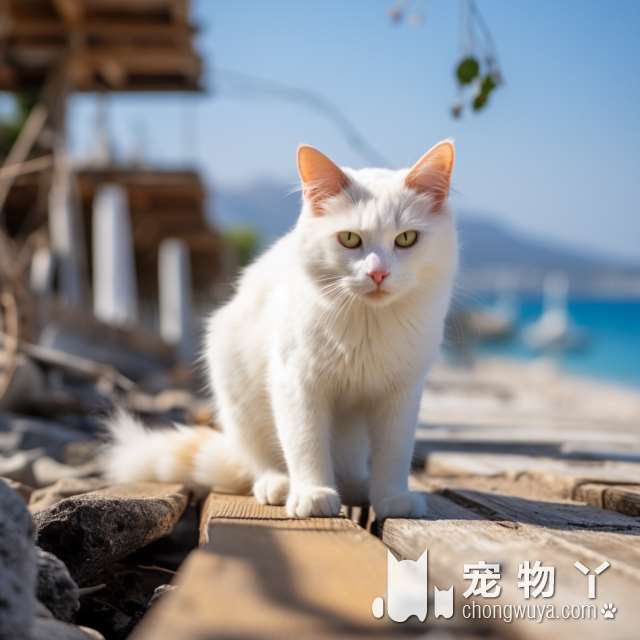 成都MOCOLATE猫克力猫舍有一只价值两千块的金渐层猫咪吗?