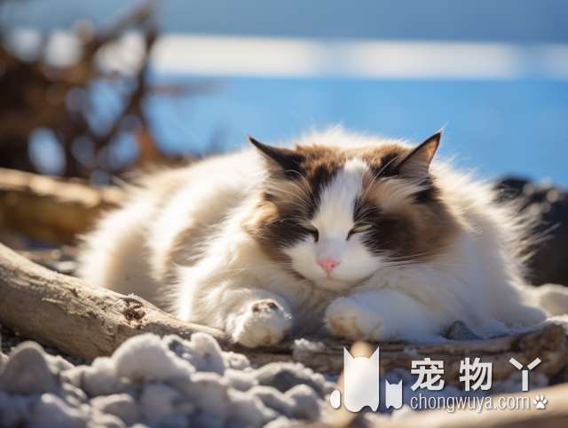 狗狗或猫咪？如何选择适合你的宠物?